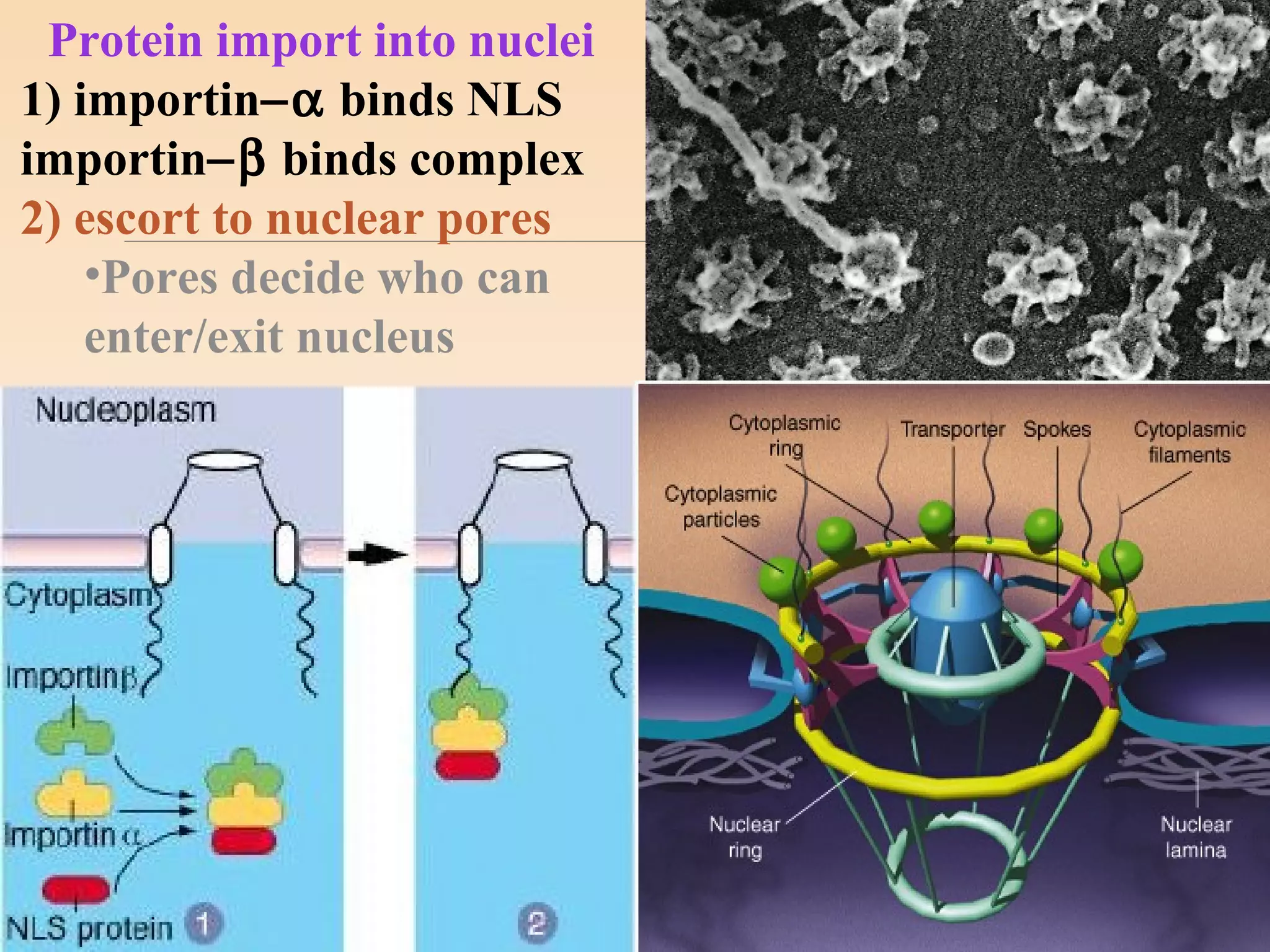 Protein import into nuclei
1) importin−α binds NLS
importin−β binds complex
2) escort to nuclear pores
•Pores decide who can
enter/exit nucleus
 