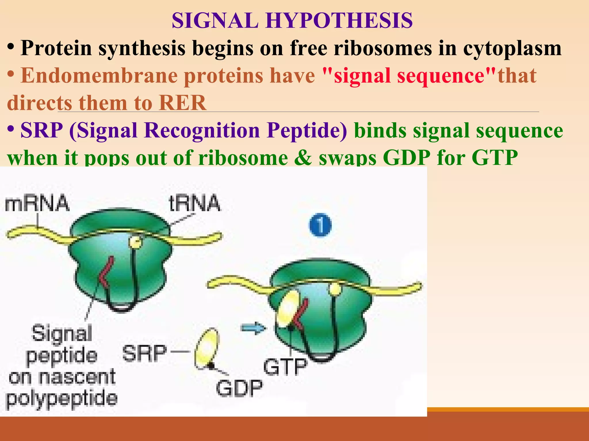 SIGNAL HYPOTHESIS
• Protein synthesis begins on free ribosomes in cytoplasm
• Endomembrane proteins have "signal sequence"that
directs them to RER
• SRP (Signal Recognition Peptide) binds signal sequence
when it pops out of ribosome & swaps GDP for GTP
 