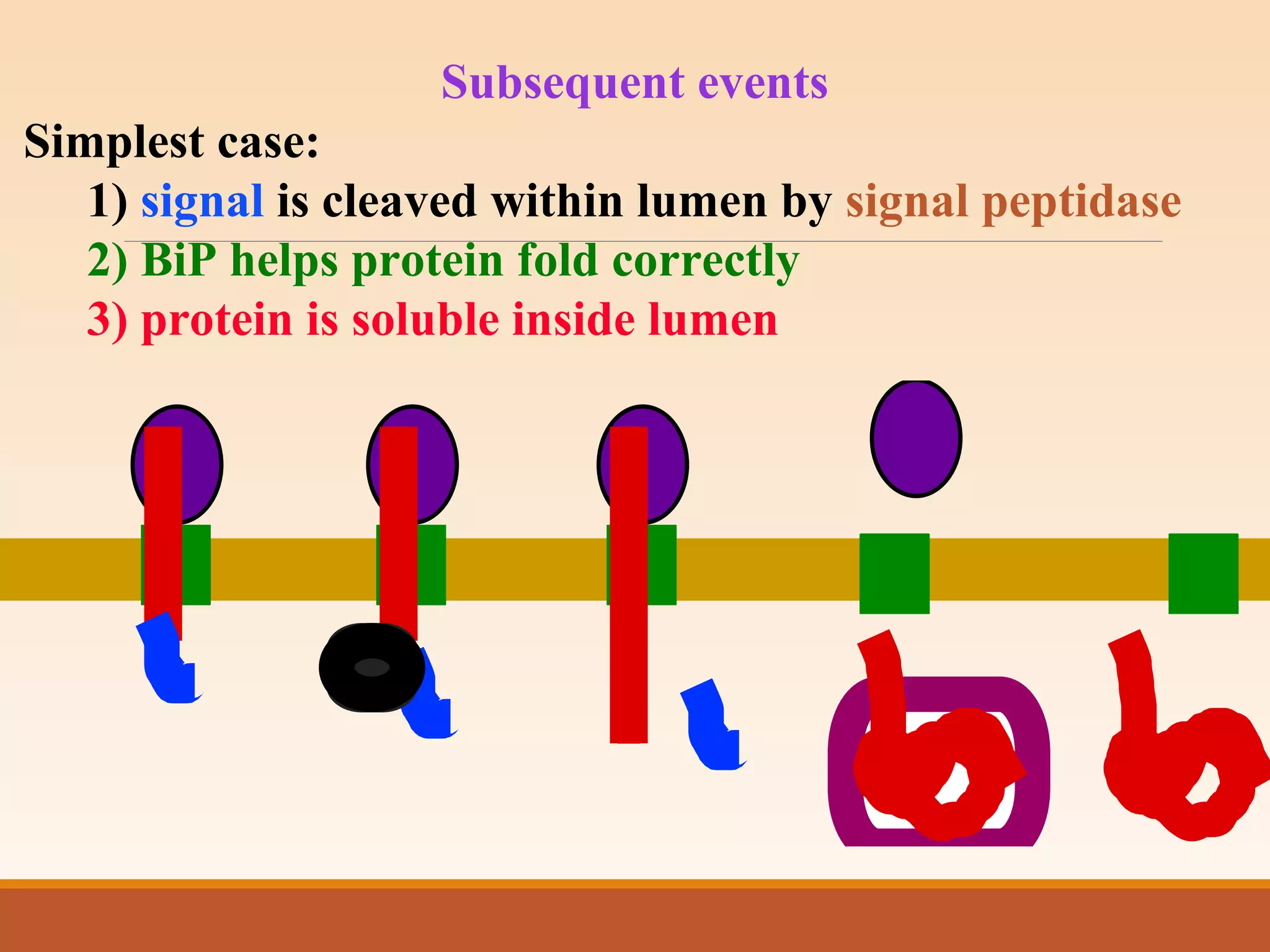 Subsequent events
Simplest case:
1) signal is cleaved within lumen by signal peptidase
2) BiP helps protein fold correctly
3) protein is soluble inside lumen
 