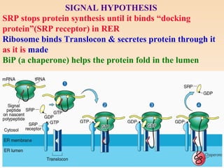 signal hypothesis ppt