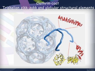 Clathrin-coat
Triskelion zikk-zakk and globular structural elements
 
