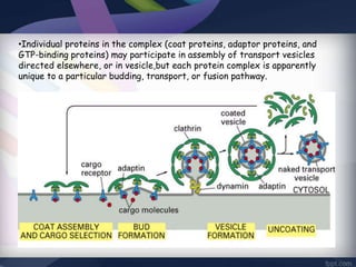 •Individual proteins in the complex (coat proteins, adaptor proteins, and
GTP-binding proteins) may participate in assembly of transport vesicles
directed elsewhere, or in vesicle,but each protein complex is apparently
unique to a particular budding, transport, or fusion pathway.
 