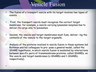 Vesicle Fusion
• The fusion of a transport vesicle with its target involves two types of
events.
• First, the transport vesicle must recognize the correct target
membrane; for example, a vesicle carrying lysosomal enzymes has to
deliver its cargo only to lysosomes.
• Second, the vesicle and target membranes must fuse, deliver- ing the
contents of the vesicle to the target organelle.
• Analysis of the proteins involved in vesicle fusion in these systems led
Rothman and his colleagues to pro- pose a general model, called the
SNARE hypothesis, in which vesicle fusion is mediated by interactions
between specific pairs of transmembrane proteins, called SNAREs, on
the vesicle and target membranes (v-SNAREs and t-SNAREs,
respectively).
• .
 
