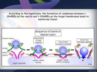 According to the hypothesis, the formation of complexes between v-
SNAREs on the vesicle and t-SNAREs on the target membranes leads to
membrane fusion
 