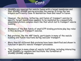 Cont.
• SNAREs are required for vesicle fusion with a target membrane and
that SNARE-SNARE pairing provides the energy to bring the two
bilayers sufficiently close to destabilize them and result in fusion.
• However, the docking, tethering, and fusion of transport vesicles to
specific target membranes appears to be mediated by a sequentially
assembled protein complex much like that which led to transport vesicle
budding.
• Members of the Rab family of small GTP-binding proteins play key roles
in this docking of transport vesicles.
• Rab proteins, like the ARF family, participate in many of the vesicle
budding and fusion reactions during vesicular transport.
• More than 60 different Rab proteins have been identified and shown to
function in specific vesicle transport processes.
• They function in many steps of vesicle trafficking, including interacting
with SNAREs to regulate and facilitate the formation of
SNARE/SNARE complexes.
 