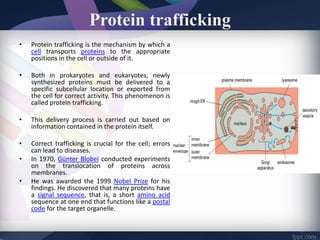 Protein trafficking
• Protein trafficking is the mechanism by which a
cell transports proteins to the appropriate
positions in the cell or outside of it.
• Both in prokaryotes and eukaryotes, newly
synthesized proteins must be delivered to a
specific subcellular location or exported from
the cell for correct activity. This phenomenon is
called protein trafficking.
• This delivery process is carried out based on
information contained in the protein itself.
• Correct trafficking is crucial for the cell; errors
can lead to diseases.
• In 1970, Günter Blobel conducted experiments
on the translocation of proteins across
membranes.
• He was awarded the 1999 Nobel Prize for his
findings. He discovered that many proteins have
a signal sequence, that is, a short amino acid
sequence at one end that functions like a postal
code for the target organelle.
 