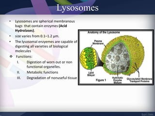 Lysosomes
• Lysosomes are spherical membranous
bags that contain enzymes (Acid
Hydrolases).
• size varies from 0.1–1.2 μm.
• The lysosomal enzyemes are capable of
digesting all varieties of biological
molecules
 Functions:
I. Digestion of worn out or non
functional organelles.
II. Metabolic functions
III. Degradation of nonuseful tissue
 