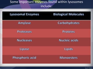 Some important enzymes found within lysosomes
include:
 