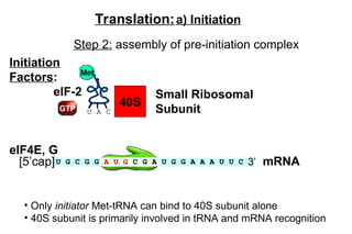 protein translation and post translational modification | PPT