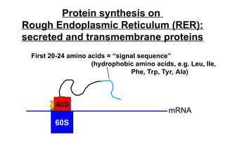 protein translation and post translational modification | PPT