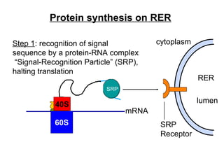 protein translation and post translational modification | PPT