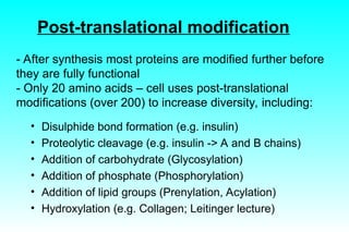 protein translation and post translational modification | PPT