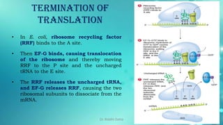 Basics of Protein Translation | PDF