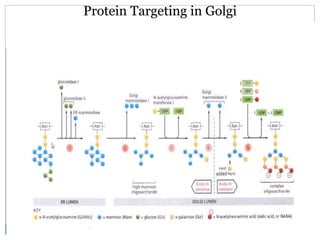 Protein transport, targeting and sorting | PPTX