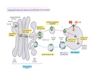 Protein transport, targeting and sorting | PPTX