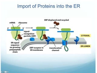 Protein transport, targeting and sorting | PPTX