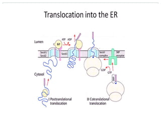 Protein transport, targeting and sorting | PPTX