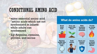 11
CONDITIONAL AMINO ACID
some essential amino acid
"amino acids which are not
synthesized in infants
while adults can
synthesized
Eg: Arginine, cysteine,
glycine, and serine
 