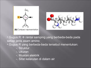 • Gugus R  rantai samping yang berbeda-beda pada
setiap jenis asam amino
• Gugus R yang berbeda-beda tersebut menentukan:
-. Struktur
-. Ukuran
-. Muatan elektrik
-. Sifat kelarutan di dalam air
 