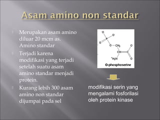  Merupakan asam amino
diluar 20 mcm as.
Amino standar
 Terjadi karena
modifikasi yang terjadi
setelah suatu asam
amino standar menjadi
protein.
 Kurang lebih 300 asam
amino non standar
dijumpai pada sel
modifikasi serin yang
mengalami fosforilasi
oleh protein kinase
 