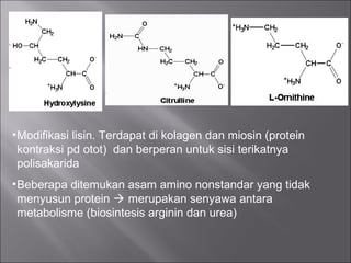 •Modifikasi lisin. Terdapat di kolagen dan miosin (protein
kontraksi pd otot) dan berperan untuk sisi terikatnya
polisakarida
•Beberapa ditemukan asam amino nonstandar yang tidak
menyusun protein  merupakan senyawa antara
metabolisme (biosintesis arginin dan urea)
 
