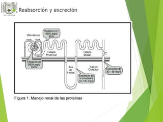  Reabsorción y excreción 
 