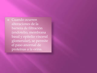  Cuando ocurren
alteraciones de la
barrera de filtración
(endotelio, membrana
basal y epitelio visceral
glomerular), se permite
el paso anormal de
proteínas a la orina.
 