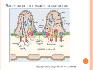 Physiological Reviews 1 April 2008 Vol. 88 no. 2, 451-487
BARRERA DE FILTRACIÓN GLOMERULAR.
 