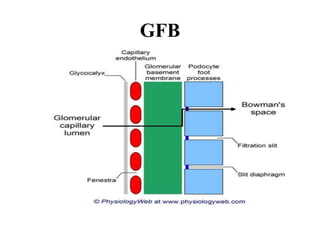 GFB
 