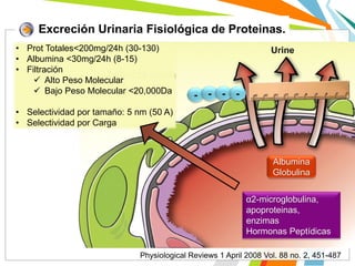 Physiological Reviews 1 April 2008 Vol. 88 no. 2, 451-487
- - - -
• Prot Totales<200mg/24h (30-130)
• Albumina <30mg/24h (8-15)
• Filtración
 Alto Peso Molecular
 Bajo Peso Molecular <20,000Da
• Selectividad por tamaño: 5 nm (50 A)
• Selectividad por Carga
Albumina
Globulina
α2-microglobulina,
apoproteinas,
enzimas
Hormonas Peptídicas
Excreción Urinaria Fisiológica de Proteinas.
 