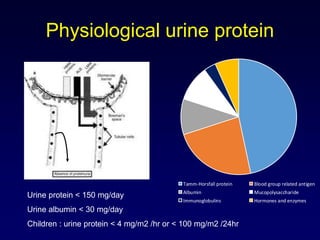 Physiological urine protein
Tamm-Horsfall protein Blood group related antigen
Albumin Mucopolysaccharide
Immunoglobulins Hormones and enzymes
Urine protein < 150 mg/day
Urine albumin < 30 mg/day
Children : urine protein < 4 mg/m2 /hr or < 100 mg/m2 /24hr
 