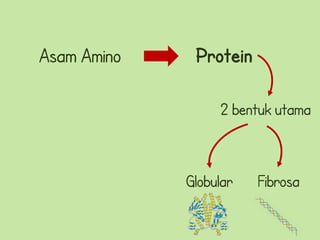 Asam Amino    Protein

                  2 bentuk utama



             Globular   Fibrosa
 