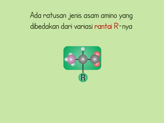 Ada ratusan jenis asam amino yang
dibedakan dari variasi rantai R-nya
 