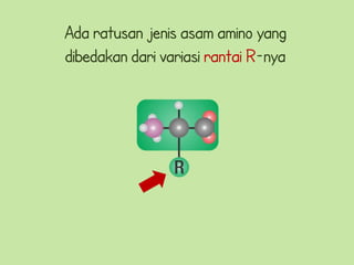 Ada ratusan jenis asam amino yang
dibedakan dari variasi rantai R-nya
 
