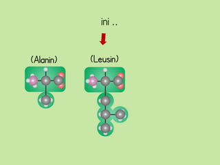 ini ..

(Alanin)   (Leusin)
 