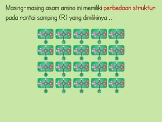 Masing-masing asam amino ini memiliki perbedaan struktur
pada rantai samping (R) yang dimilikinya ..
 