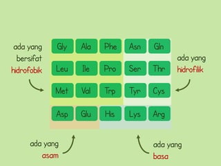 ada yang    Gly   Ala   Phe   Asn   Gln
  bersifat                                 ada yang
hidrofobik   Leu   Ile   Pro   Ser   Thr   hidrofilik

             Met   Val   Trp   Tyr   Cys

             Asp   Glu   His   Lys   Arg

      ada yang                       ada yang
         asam                        basa
 