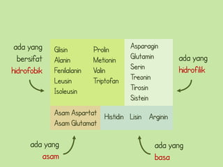ada yang    Glisin        Prolin      Asparagin
  bersifat   Alanin        Metionin    Glutamin     ada yang
hidrofobik   Fenilalanin   Valin       Serin        hidrofilik
             Leusin        Triptofan   Treonin
             Isoleusin                 Tirosin
                                       Sistein
             Asam Aspartat Histidin Lisin Arginin
             Asam Glutamat

      ada yang                                ada yang
         asam                                 basa
 