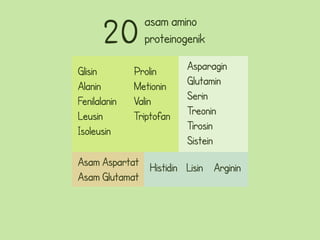 20        asam amino
                proteinogenik

Glisin        Prolin      Asparagin
Alanin        Metionin    Glutamin
Fenilalanin   Valin       Serin
Leusin        Triptofan   Treonin
Isoleusin                 Tirosin
                          Sistein
Asam Aspartat Histidin Lisin Arginin
Asam Glutamat
 