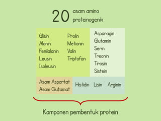 20        asam amino
                proteinogenik

Glisin        Prolin      Asparagin
Alanin        Metionin    Glutamin
Fenilalanin   Valin       Serin
Leusin        Triptofan   Treonin
Isoleusin                 Tirosin
                          Sistein
Asam Aspartat Histidin Lisin Arginin
Asam Glutamat


  Komponen pembentuk protein
 