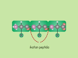 ikatan peptida
 