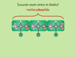 Susunan asam amino ini disebut
      rantai polipeptida
 