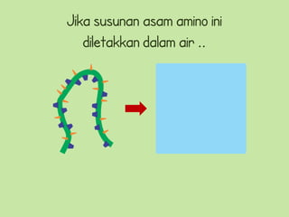 Jika susunan asam amino ini
   diletakkan dalam air ..
 
