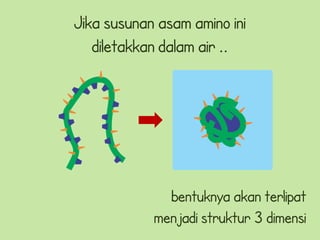 Jika susunan asam amino ini
   diletakkan dalam air ..




              bentuknya akan terlipat
            menjadi struktur 3 dimensi
 