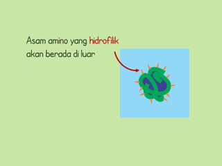 Asam amino yang hidrofilik
akan berada di luar
 