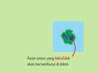 Asam amino yang hidrofobik
akan bersembunyi di dalam
 
