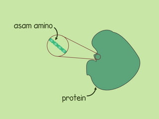 asam amino




             protein
 