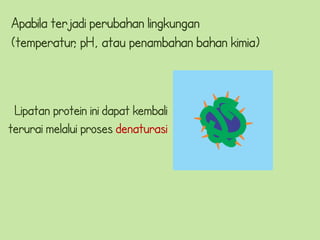 Apabila terjadi perubahan lingkungan
(temperatur pH, atau penambahan bahan kimia)
            ,



 Lipatan protein ini dapat kembali
terurai melalui proses denaturasi
 