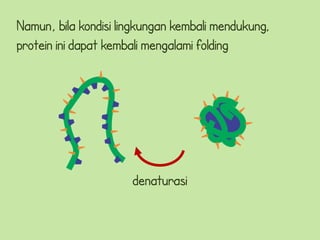 Namun, bila kondisi lingkungan kembali mendukung,
protein ini dapat kembali mengalami folding




                      denaturasi
 