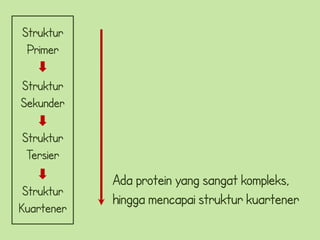 Struktur
 Primer

Struktur
Sekunder

Struktur
 Tersier
            Ada protein yang sangat kompleks,
 Struktur
            hingga mencapai struktur kuartener
Kuartener
 